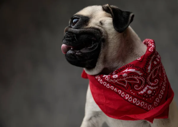 side view of an adorable pug panting and sticking out tongue