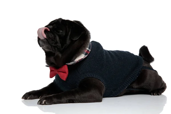 Side view of a relaxed pug licking his nose Royalty Free Stock Images