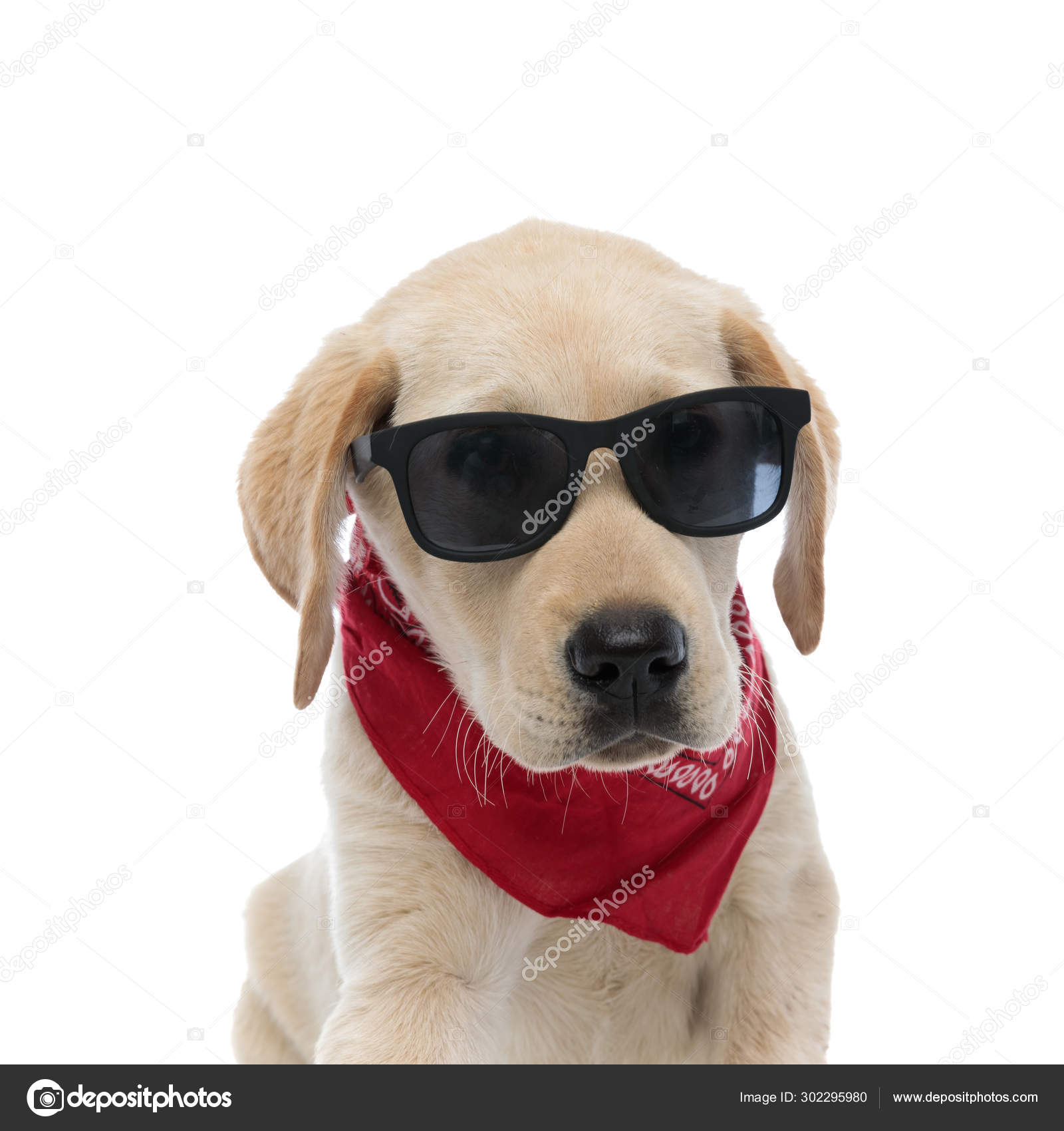labrador sunglasses