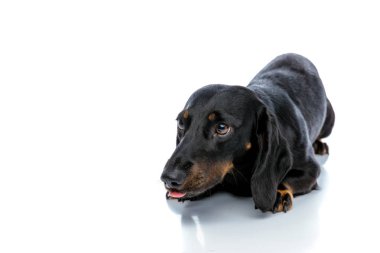 siyah kürk ile büyüleyici Teckel köpek dil dışarı yapışmasını