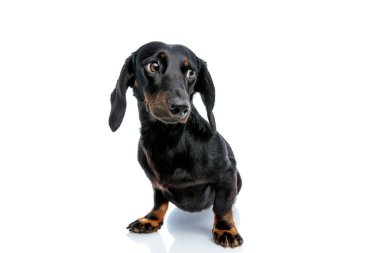 Siyah kürk ile Teckel köpek yavrusu uzakta şaşkın görünümlü