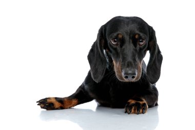 Teckel köpek kamera pensively bakıyor