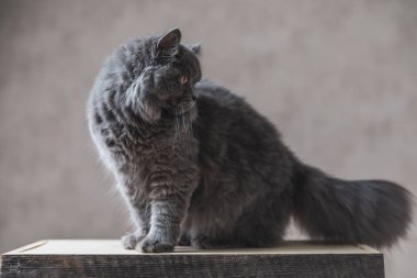 Gri kürk ile İngiliz Longhair kedi aşağı sıkılmış bakıyor