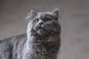 Gri kürklü İngiliz Longhair kedisi yukarı bakıyor
