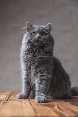 Bir pençe ileri kamera bakarak İngiliz Longhair kedi 