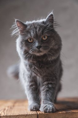 gri kürk yürüyüş ile muhteşem İngiliz Longhair kedi