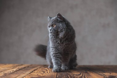 Gri kürk lü İngiliz Longhair kedi uzak sıkılmış görünümlü 
