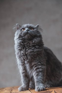 Gri kürklü İngiliz Uzun Saçlı kedi hayran arıyor
