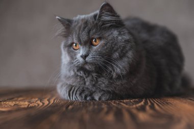 Gri kürklü İngiliz Longhair kedisi dikkati dağılmış bakıyor