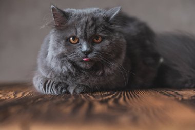 Dil dışarı yapışmasını gri kürk ile İngiliz Longhair kedi 