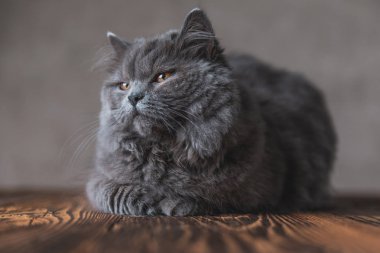 İngiliz Longhair kedi uykulu gözleri ile uzağa bakıyor