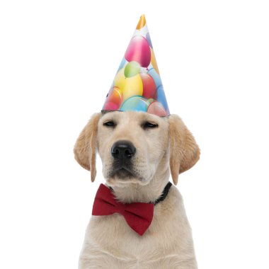 kibirli küçük labrador retriever doğum gününü kutluyor