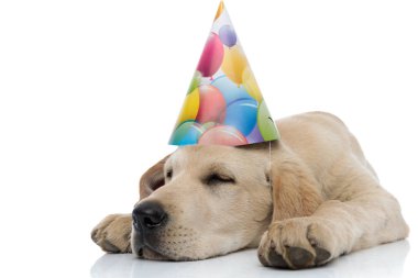 yorgun parti köpek yavrusu uyuyor 