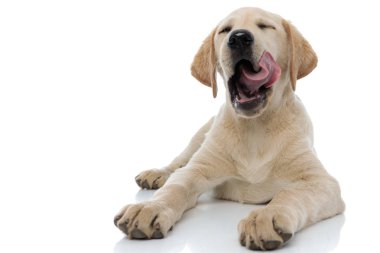 süper memnun labrador retriever köpek yavrusu burnunu yalama