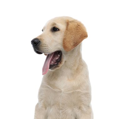 bir panting labrador retriever başının yan görünümü 