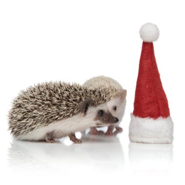 bir noel şapkası bakarak iki sevimli hodgehogs çift