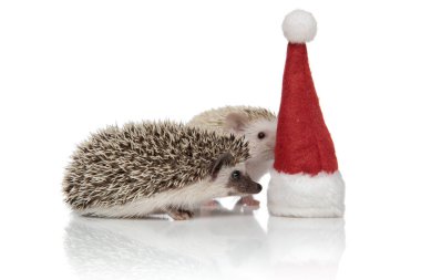 bir noel şapkası teftiş iki kirpi çift