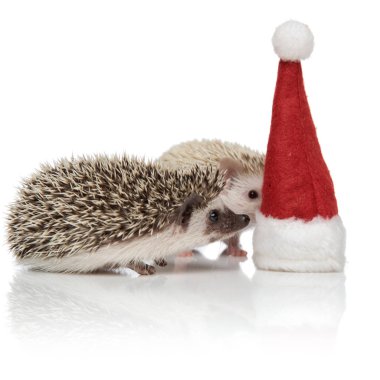 bir noel şapkası keşfetmek iki meraklı kirpi çift