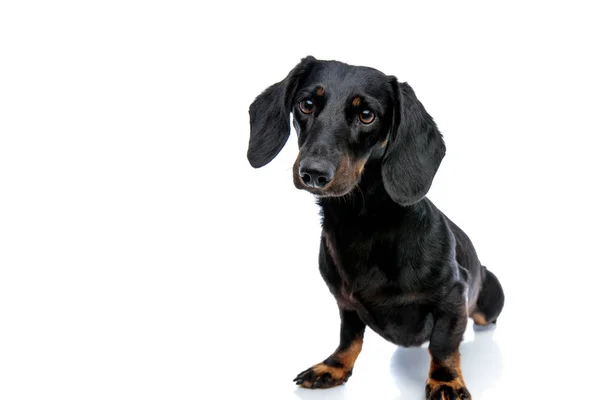 Teckel puppy hond met zwarte vacht Vooruitblikkend nieuwsgierig — Stockfoto