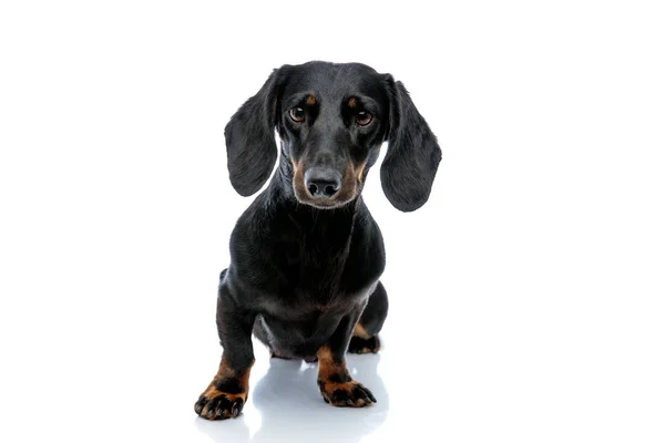 Teckel hond met zwarte vacht vreemd kijken naar de camera — Stockfoto