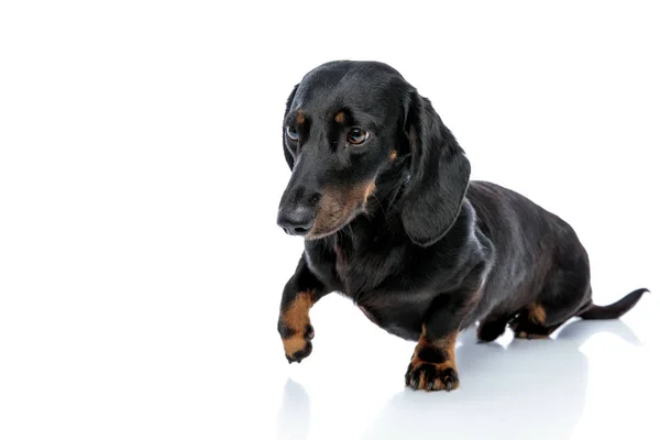 Teckel puppy hond met zwarte vacht spelvol omhoog zijn poot — Stockfoto