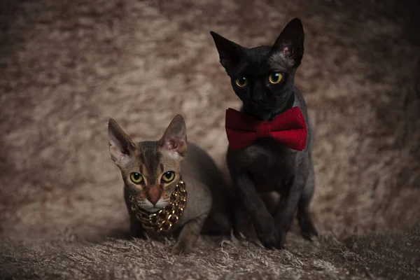 Katten dragen bowtie, ketting zittend met benen blootgesteld en gekruiste — Stockfoto