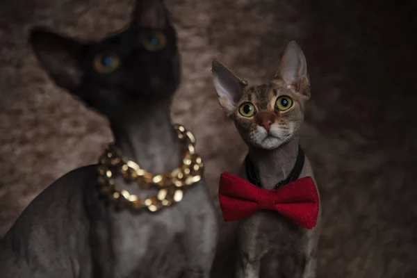 Kediler yukarı bakıyor, papyon takıyor, bir kedi bulanık zincir — Stok fotoğraf