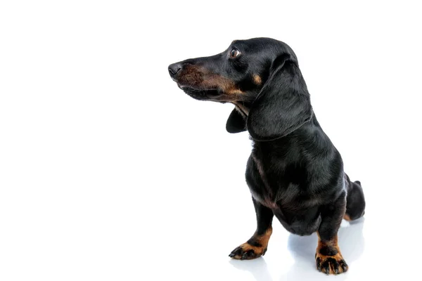 Teckel puppy hond met zwarte vacht op zoek zijwaarts — Stockfoto