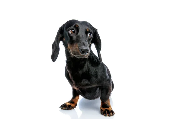 Teckel cachorro cão com pele preta olhando para longe mistificado — Fotografia de Stock