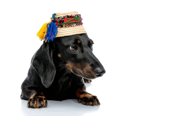 Deitado cão Teckel com chapéu tradicional olhando para longe — Fotografia de Stock