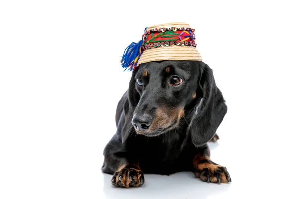 Chien Teckel avec fourrure noire et chapeau traditionnel détournant les yeux — Photo