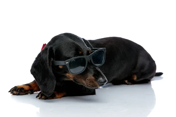 Лежачий собака Теккель з бантом і сонцезахисними окулярами, дивлячись геть — стокове фото