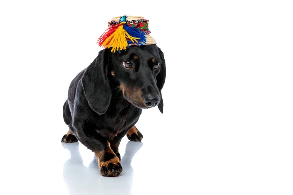 Teckel dog with traditional hat with one paw forward — Stock Photo, Image