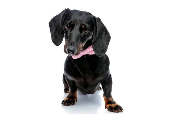 Teckel hond met roze strikje Vooruitkijkend Mystified — Stockfoto