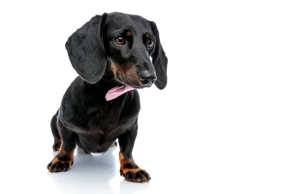 Schattig teckel hond met roze vlinderdas op zoek weg — Stockfoto