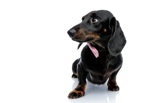 Teckel hond op zoek weg met een paw forward — Stockfoto