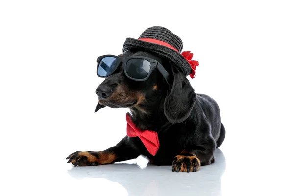 Teckel pies z okulary przeciwsłoneczne, kapelusz, Bowtie patrząc z dala z pokorny — Zdjęcie stockowe