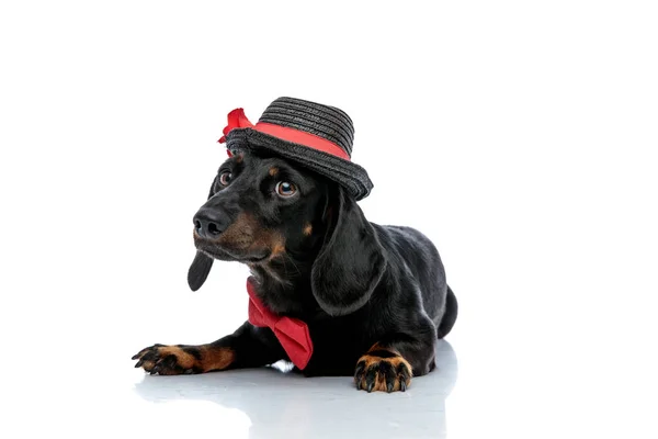 Teckel dog with hat, bowtie looking with big eyes — стоковое фото