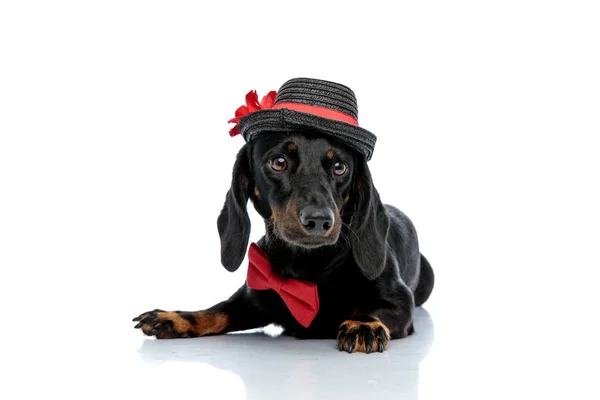 Teckel hond met hoed, bowtie op zoek weg met nederige ogen — Stockfoto