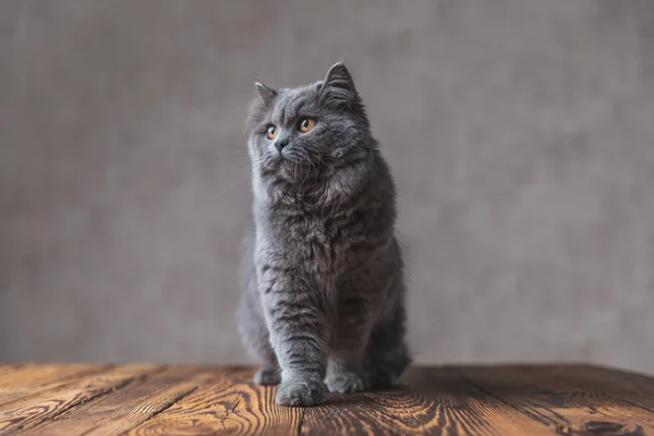 Britânico Longhair gato com pele cinza olhando para longe espantado — Fotografia de Stock