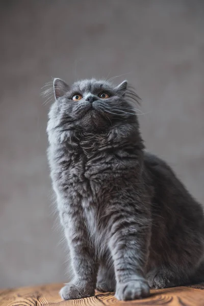 Британский длинноволосый кот с седым мехом смотрит вверх очарован — стоковое фото