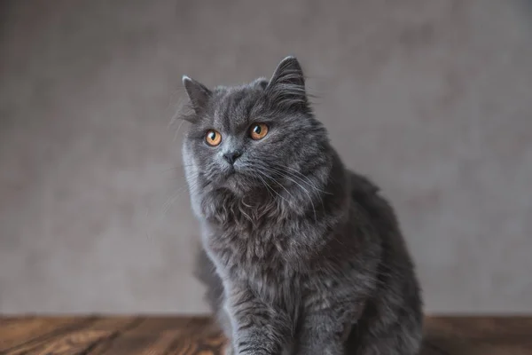 Británico Longhair gato con gris piel mirando hacia otro lado indiferentemente —  Fotos de Stock