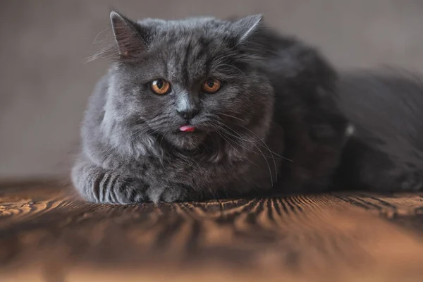 Britânico Longhair gato com pêlo cinza saindo da língua — Fotografia de Stock