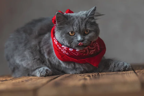 Британский длинноволосый кот с красной банданой торчащим языком — стоковое фото