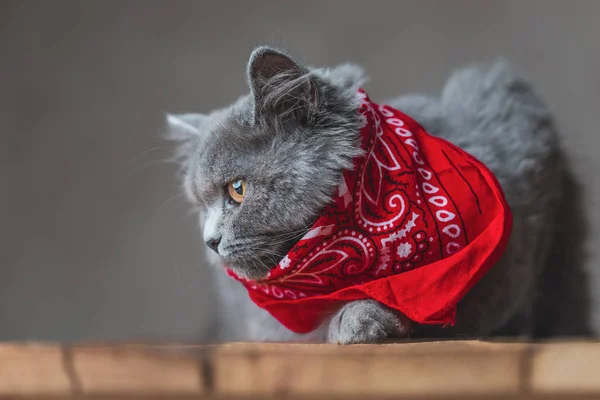 British Longhair cat red bandana looking sideways pensively