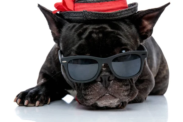 Bouledogue français avec chapeau surveillant les lunettes de soleil — Photo