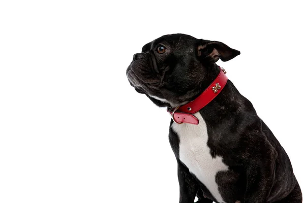 Bulldog francês sentado e olhando para longe — Fotografia de Stock