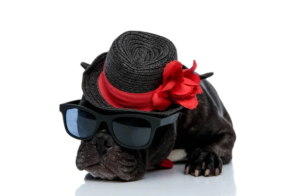 Французский бульдог в шляпе и солнечных очках лежит — стоковое фото