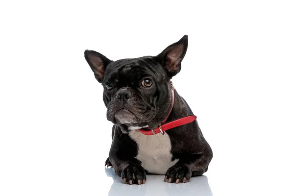 French bulldog looking ahead curiously — Stock Photo, Image