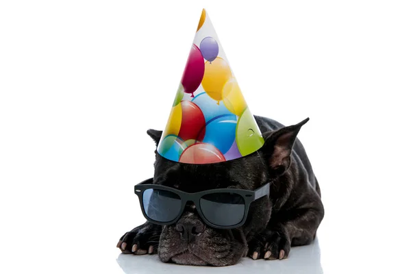 Franse Bulldog met Pet en zonnebril tot vaststelling van — Stockfoto